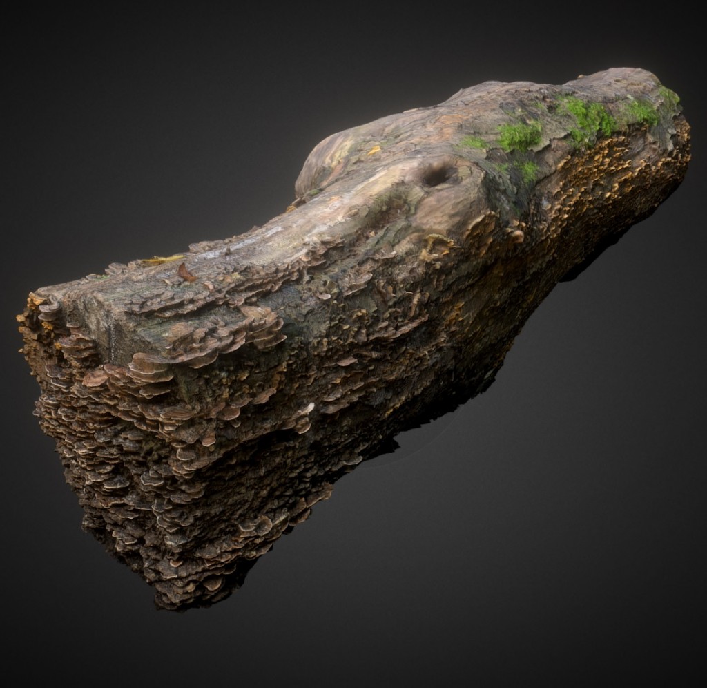 Decayed wood trunk with mushroom preview image 1